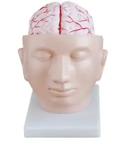 The role of the cerebral artery model attached to the head