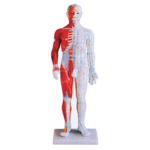 A 60cm standard anatomical model