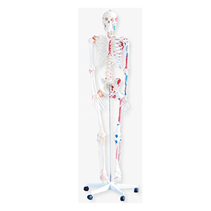 BIX-A1002 Review: 180cm Human Skeleton with Colored Muscle & Ligament — The Display-Class Anatomy Skeleton