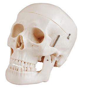 BIX-A1010 Review: 3-Part Adult Skull Model — What a USD 19.16 Skull Can and Cannot Teach