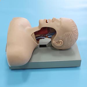 Advanced Tracheal Intubation training model