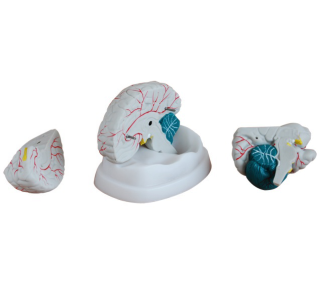 The Brain anatomical model