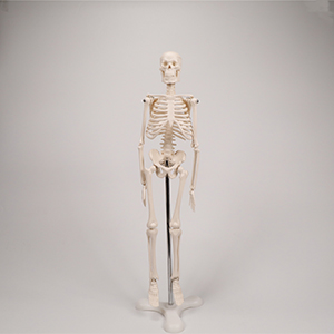 Human bone model