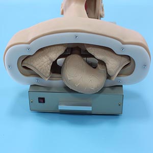 Advanced tracheal intubation training model.jpg