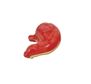 Stomach anatomy model