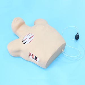 Medical Teaching Model.jpg