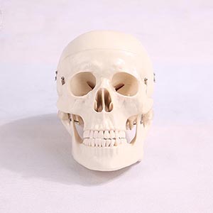 Skull models