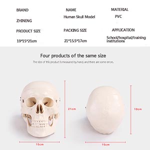 Medical bone models