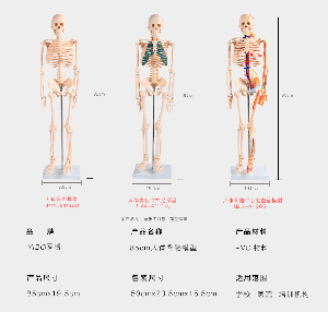 bone anatomy model